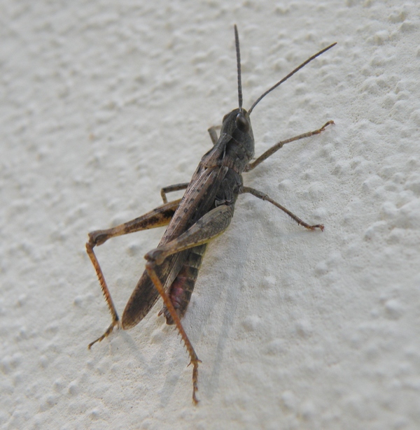 Acrididae da id.